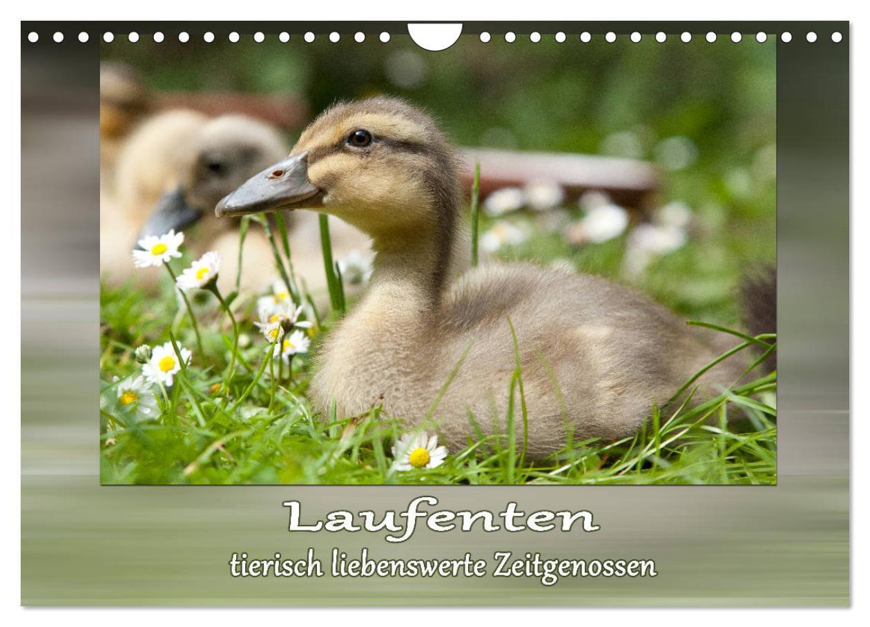 Cover: 9783435300983 | Laufenten - tierisch liebenswerte Zeitgenossen (Wandkalender 2025...