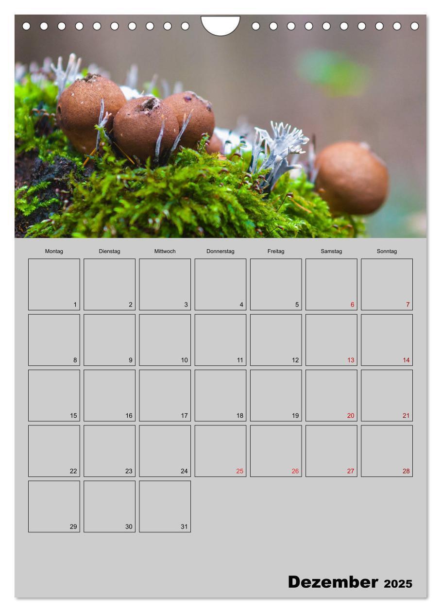 Bild: 9783435943791 | Quer durch die Pilze (Wandkalender 2025 DIN A4 hoch), CALVENDO...