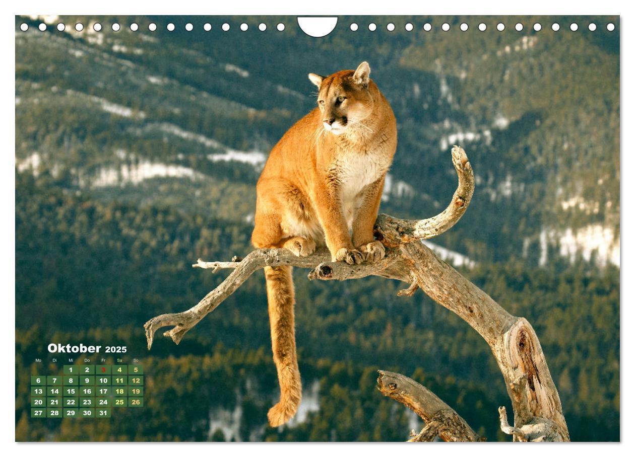 Bild: 9783383778032 | Puma: Auf leisen Pfoten (Wandkalender 2025 DIN A4 quer), CALVENDO...