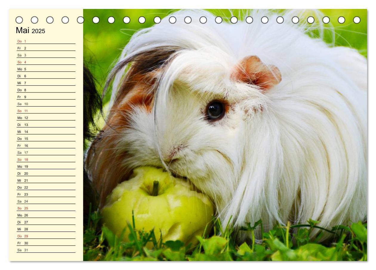 Bild: 9783435508457 | Meerschweinchen. Geliebte Nager (Tischkalender 2025 DIN A5 quer),...