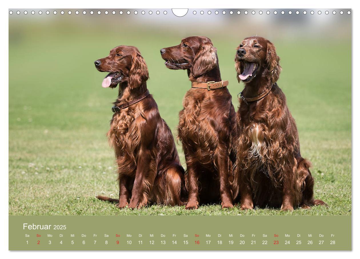 Bild: 9783435191727 | Setter - Geliebter Freund und Jagdkamerad (Wandkalender 2025 DIN A3...