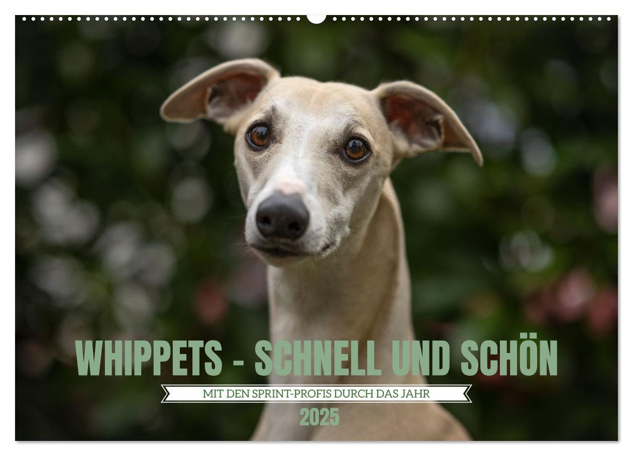 Cover: 9783383973673 | WHIPPETS - SCHNELL UND SCHÖN (Wandkalender 2025 DIN A2 quer),...