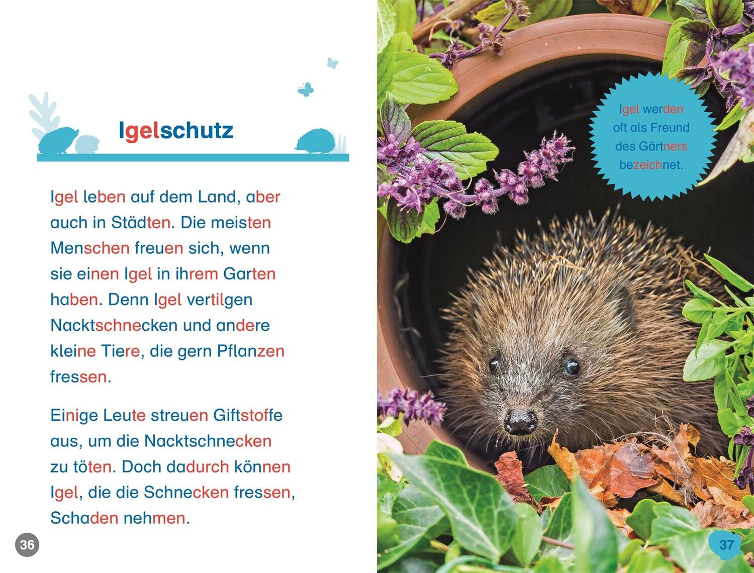 Bild: 9783831044801 | SUPERLESER! Hallo, Igel! | Laura Buller | Buch | SUPERLESER! | 48 S.