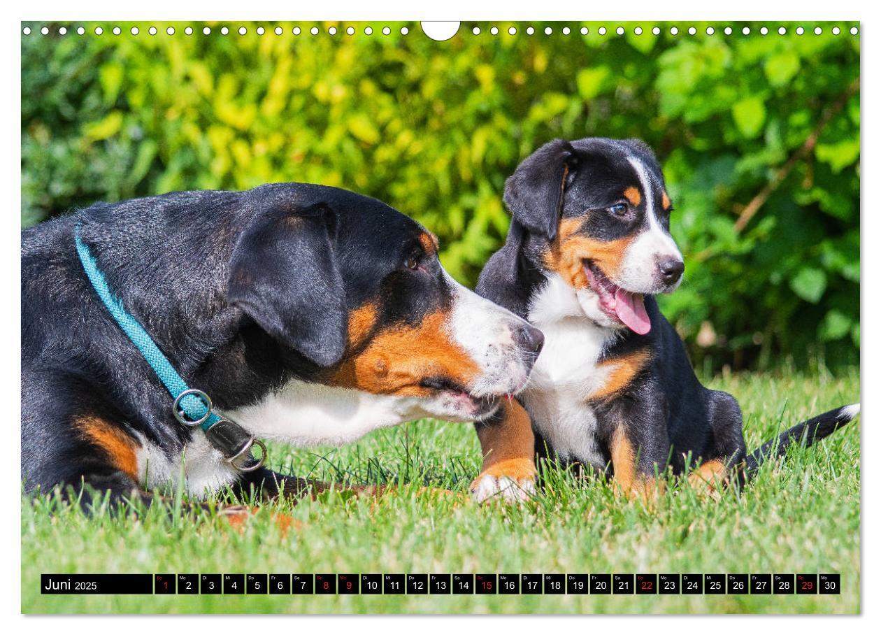 Bild: 9783435209033 | Ein Hund zum Verlieben - Großer Schweizer Sennenhund (Wandkalender...