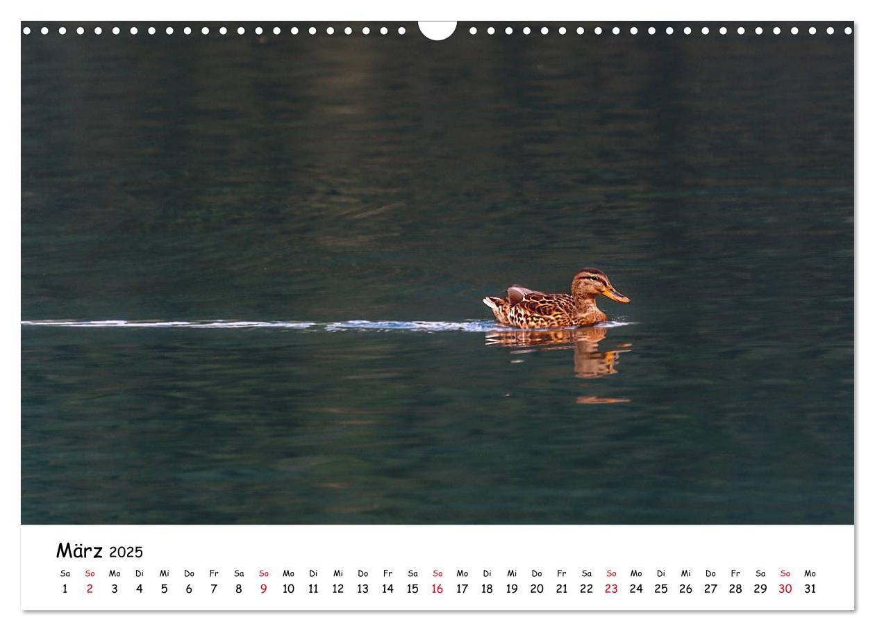 Bild: 9783435155057 | Wanderbarer Weißensee (Wandkalender 2025 DIN A3 quer), CALVENDO...