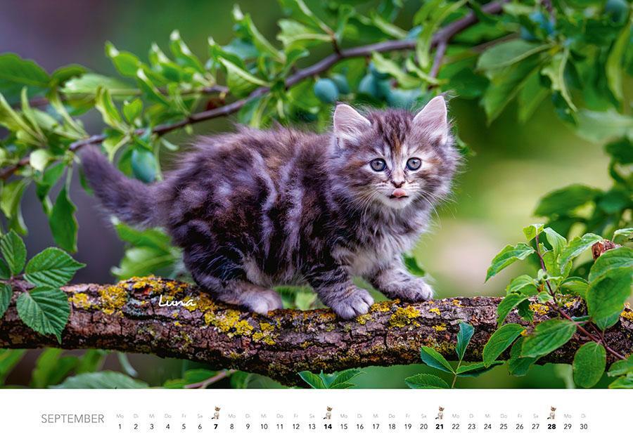 Bild: 9783966648349 | Tierkinder auf dem Bauernhof Kalender 2025 | J. -L. Klein (u. a.)