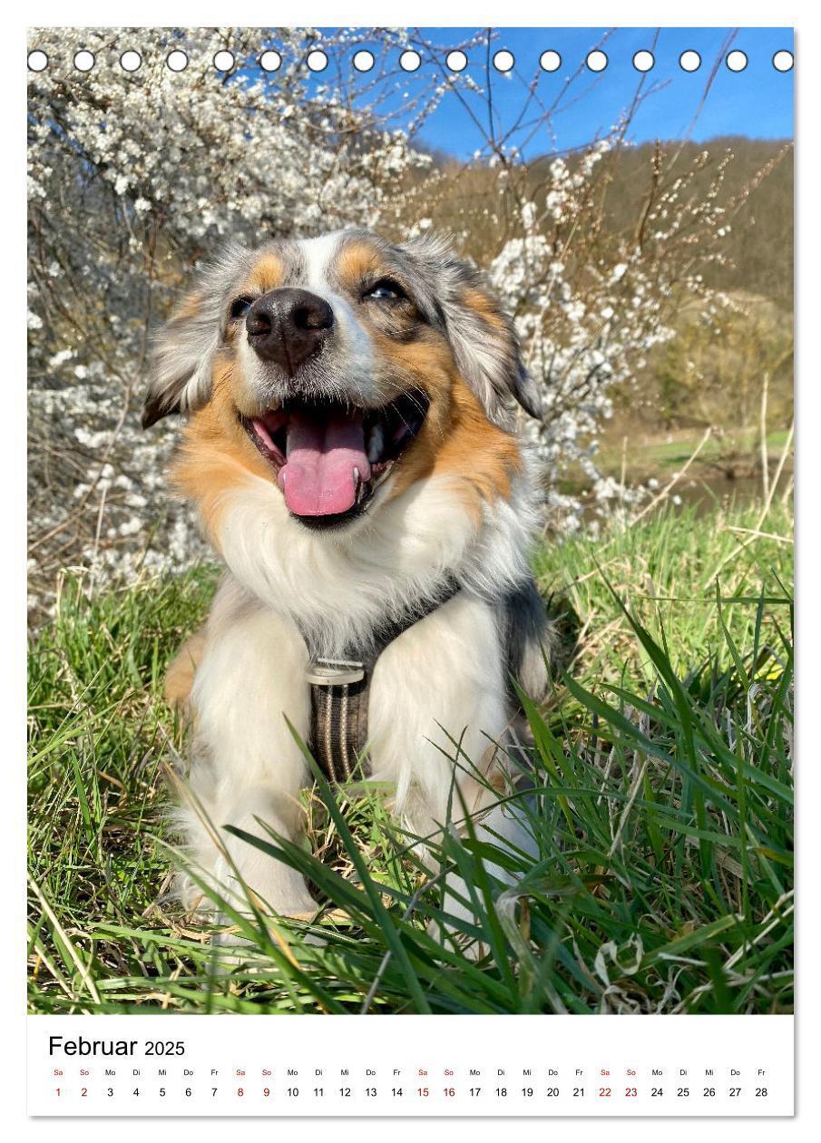 Bild: 9783435928606 | Hermine - Ein Jahr mit einem Mini Australian Shepherd...