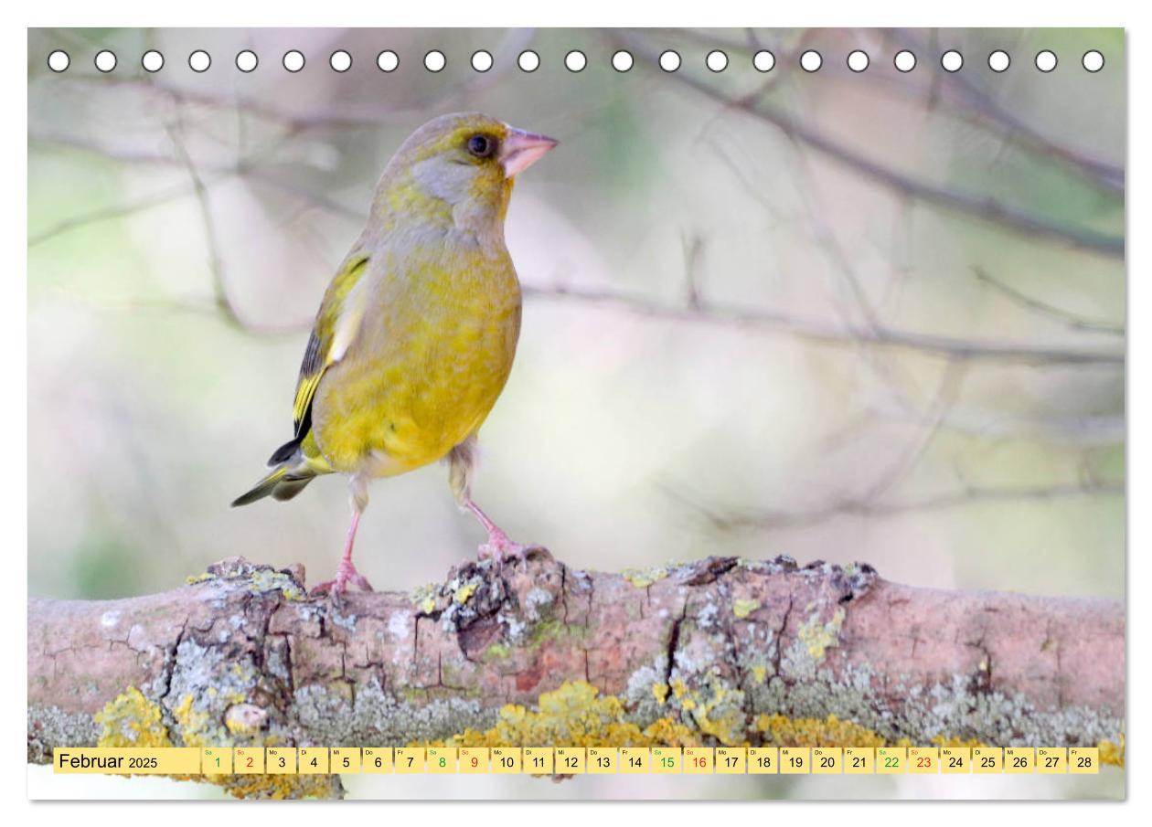 Bild: 9783435147212 | Gefiederte Gesellen - Vögel aus Wald und Garten (Tischkalender 2025...