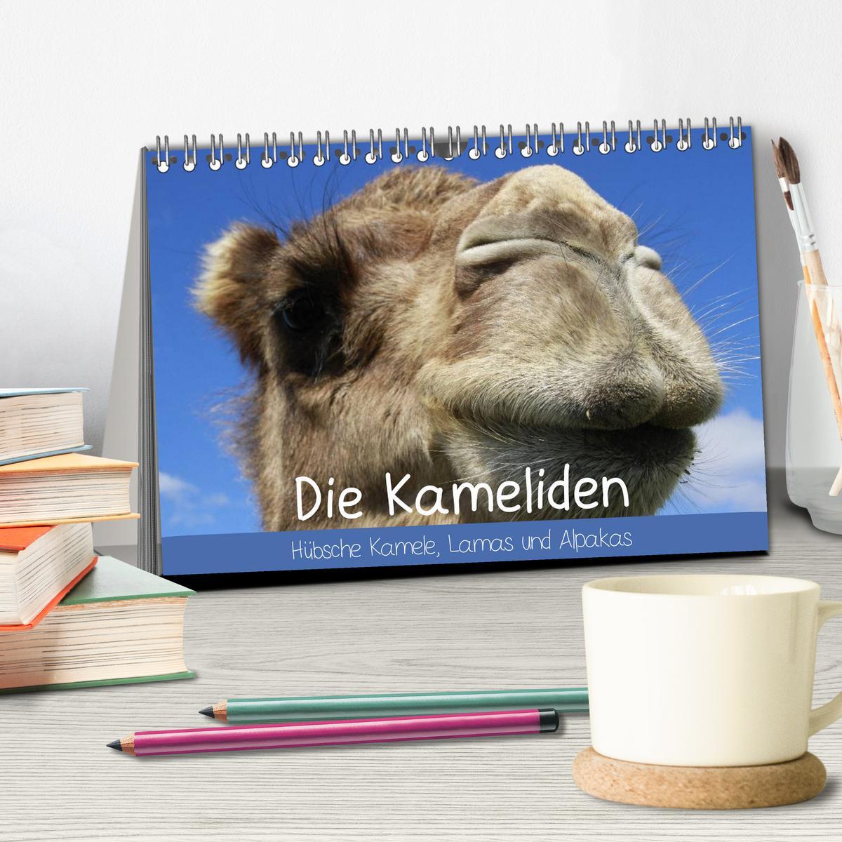 Bild: 9783435482511 | Die Kameliden. Hübsche Kamele, Lamas und Alpakas (Tischkalender...