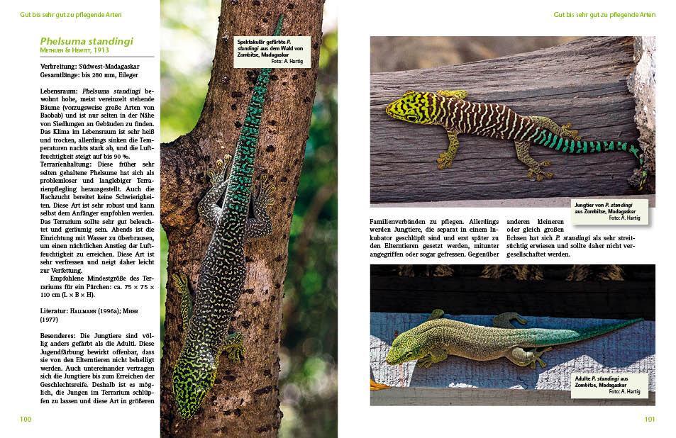 Bild: 9783866592407 | Taggeckos der Gattung Phelsuma | Hans-Peter Berghof | Taschenbuch