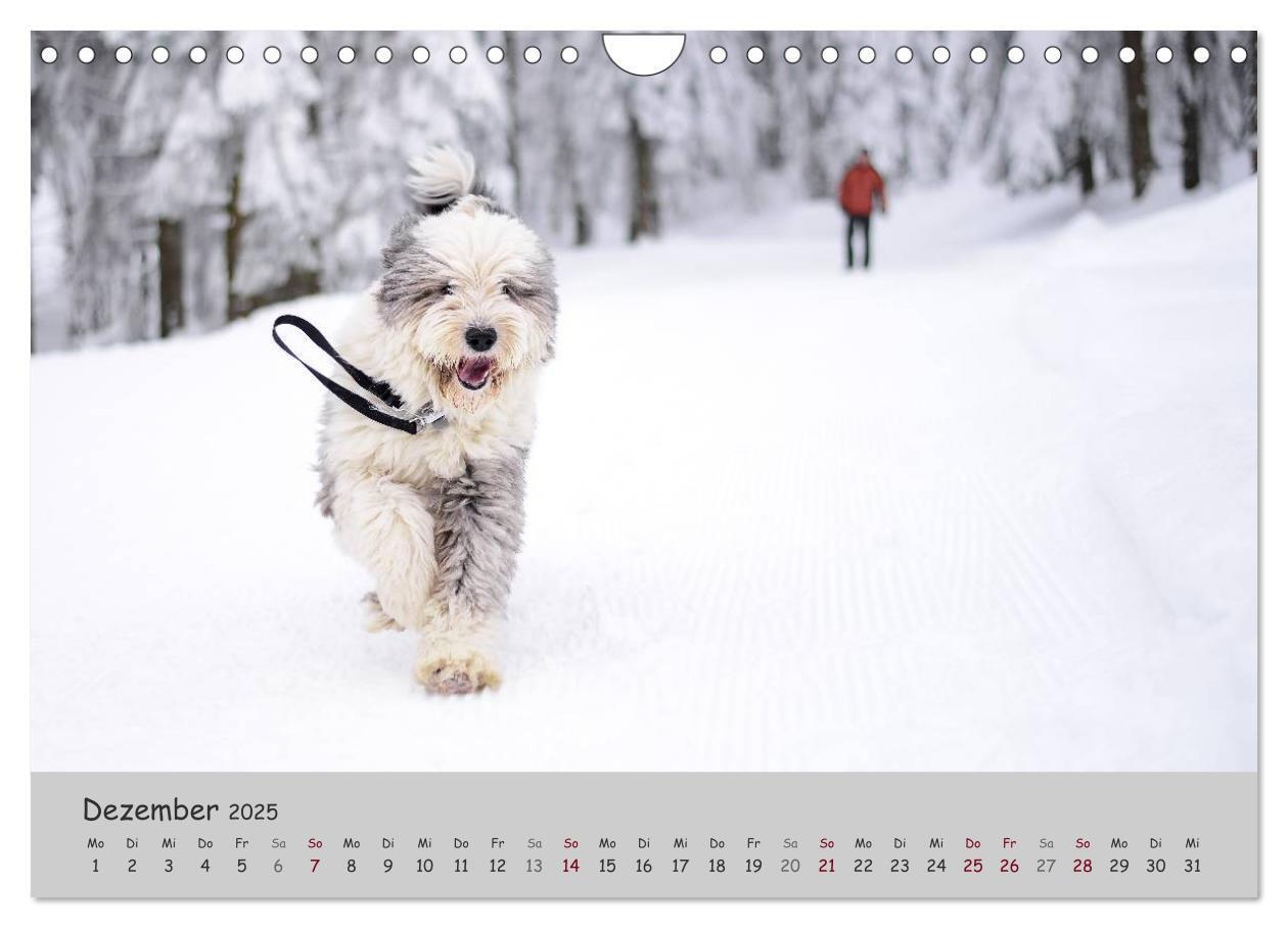 Bild: 9783435608393 | Ein Bobtail namens Miles (Wandkalender 2025 DIN A4 quer), CALVENDO...