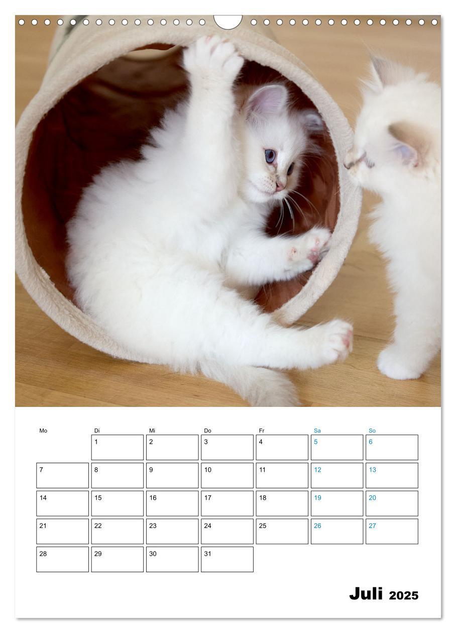 Bild: 9783435062706 | Heilige Birma Kitten - süße kleine Flauschbällchen (Wandkalender...