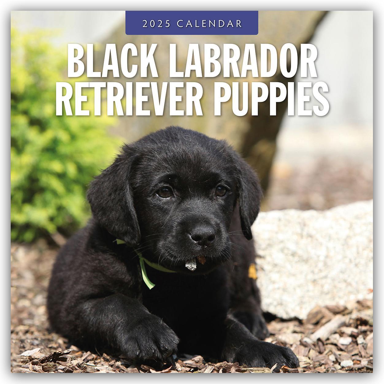 Cover: 9781804424308 | Black Labrador Retriever Puppies - Schwarze Labrador Retriever...