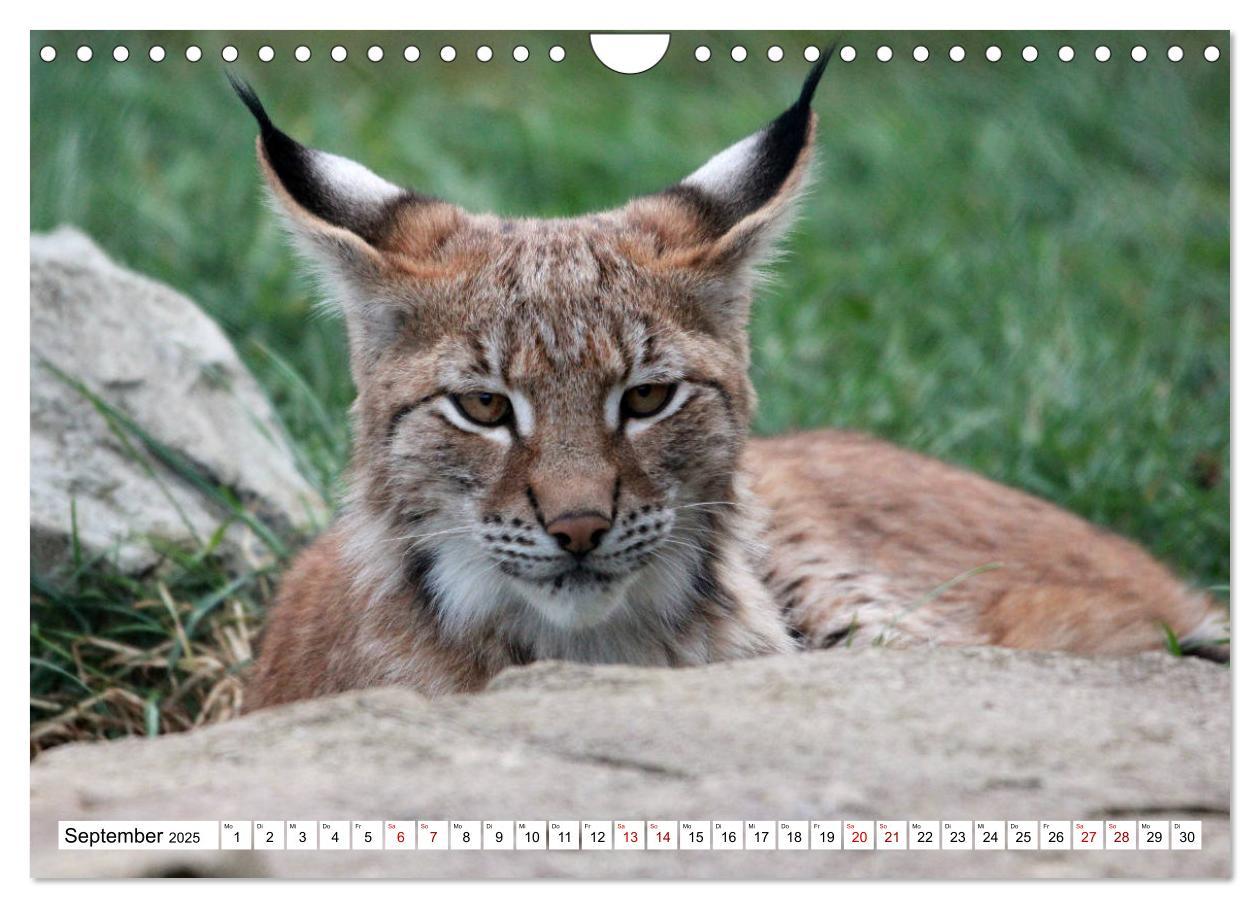 Bild: 9783435420773 | Familie Luchs - Die Jäger mit dem Pinselohr (Wandkalender 2025 DIN...