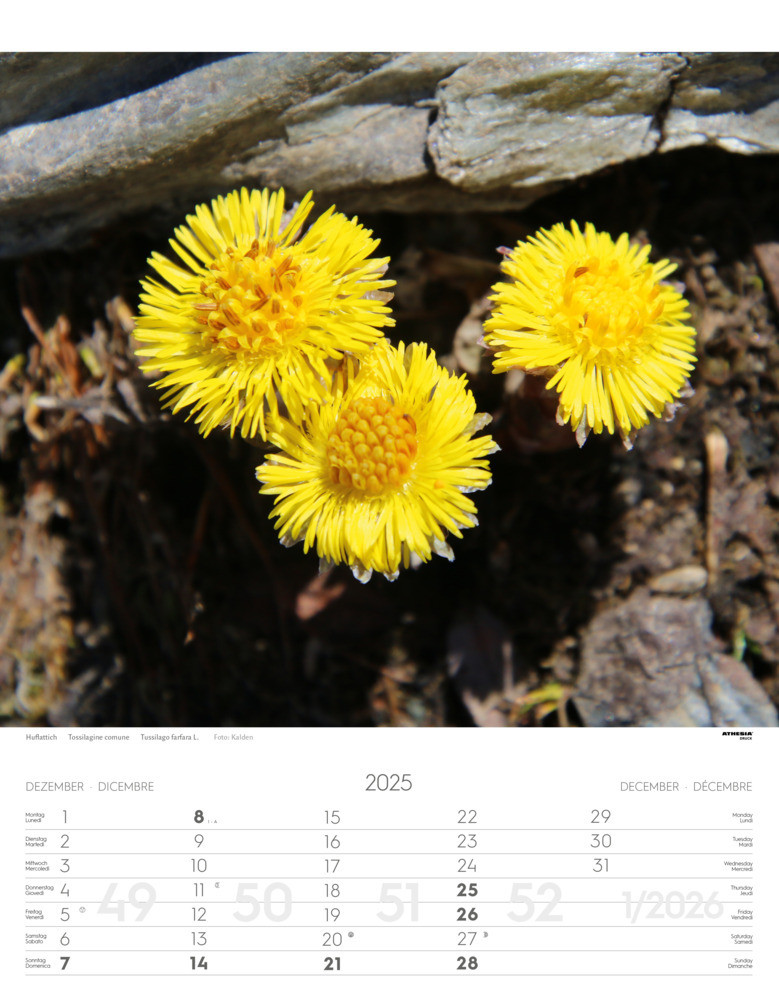 Bild: 9788868397425 | Alpenblumen Kalender 2025 | Fiori alpini - Alpine flowers | Verlag