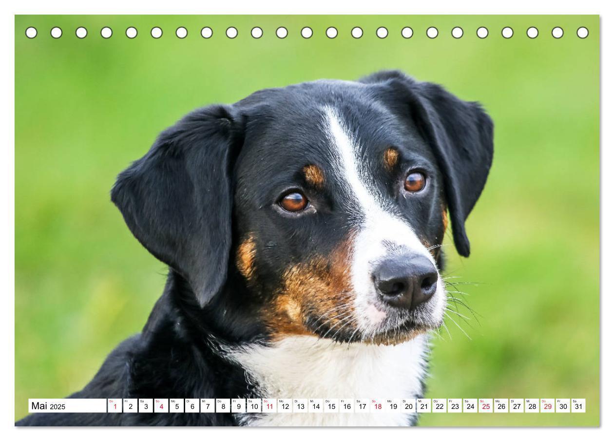 Bild: 9783435331550 | Appenzeller Sennenhunde (Tischkalender 2025 DIN A5 quer), CALVENDO...