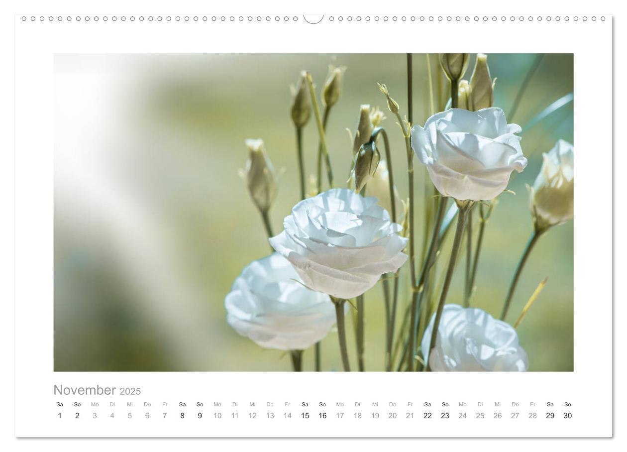 Bild: 9783435458035 | Blumen zart und schön (Wandkalender 2025 DIN A2 quer), CALVENDO...