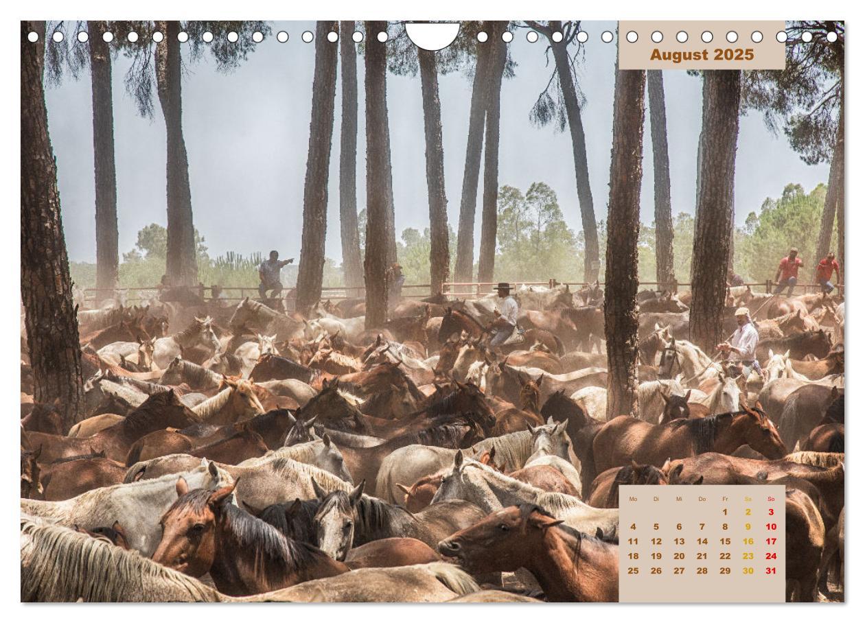 Bild: 9783435105823 | Pferde - Andalusiens wilder Westen (Wandkalender 2025 DIN A4 quer),...