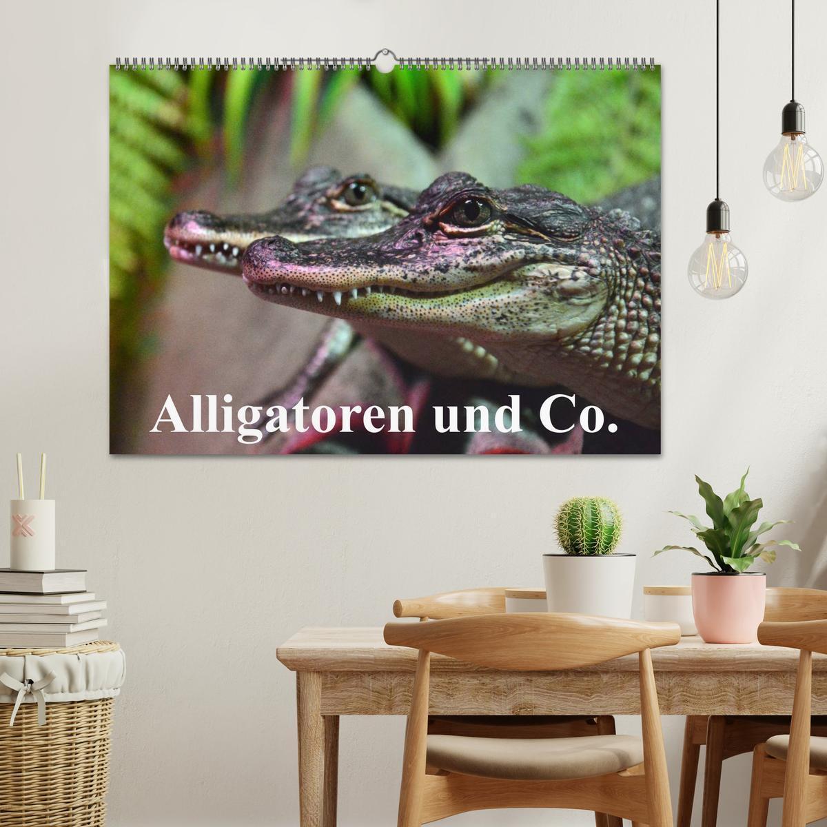 Bild: 9783435650514 | Alligatoren und Co. (Wandkalender 2025 DIN A2 quer), CALVENDO...