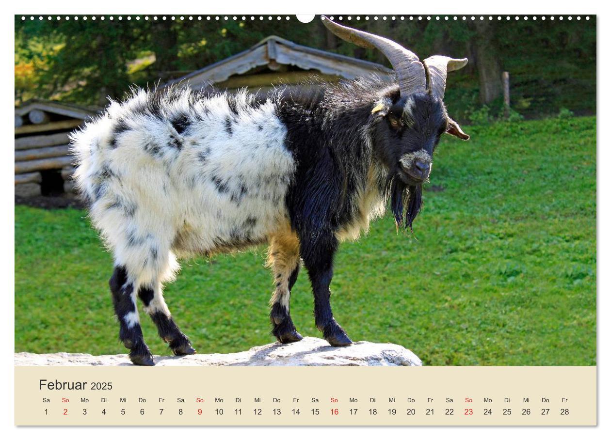 Bild: 9783435492770 | Wir sind die Stars am Bauernhof (Wandkalender 2025 DIN A2 quer),...