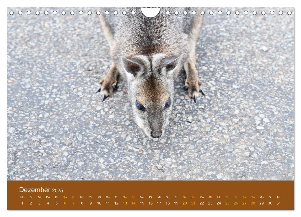 Bild: 9783435189670 | Kängurus, sprunghafte Gesellen (Wandkalender 2025 DIN A4 quer),...