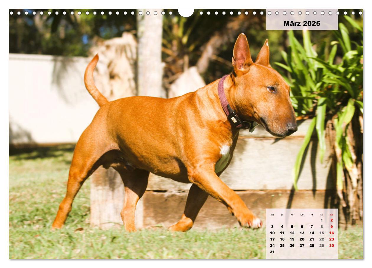 Bild: 9783383947117 | Bullterrier. Freudiges Wesen und Charakter (Wandkalender 2025 DIN...