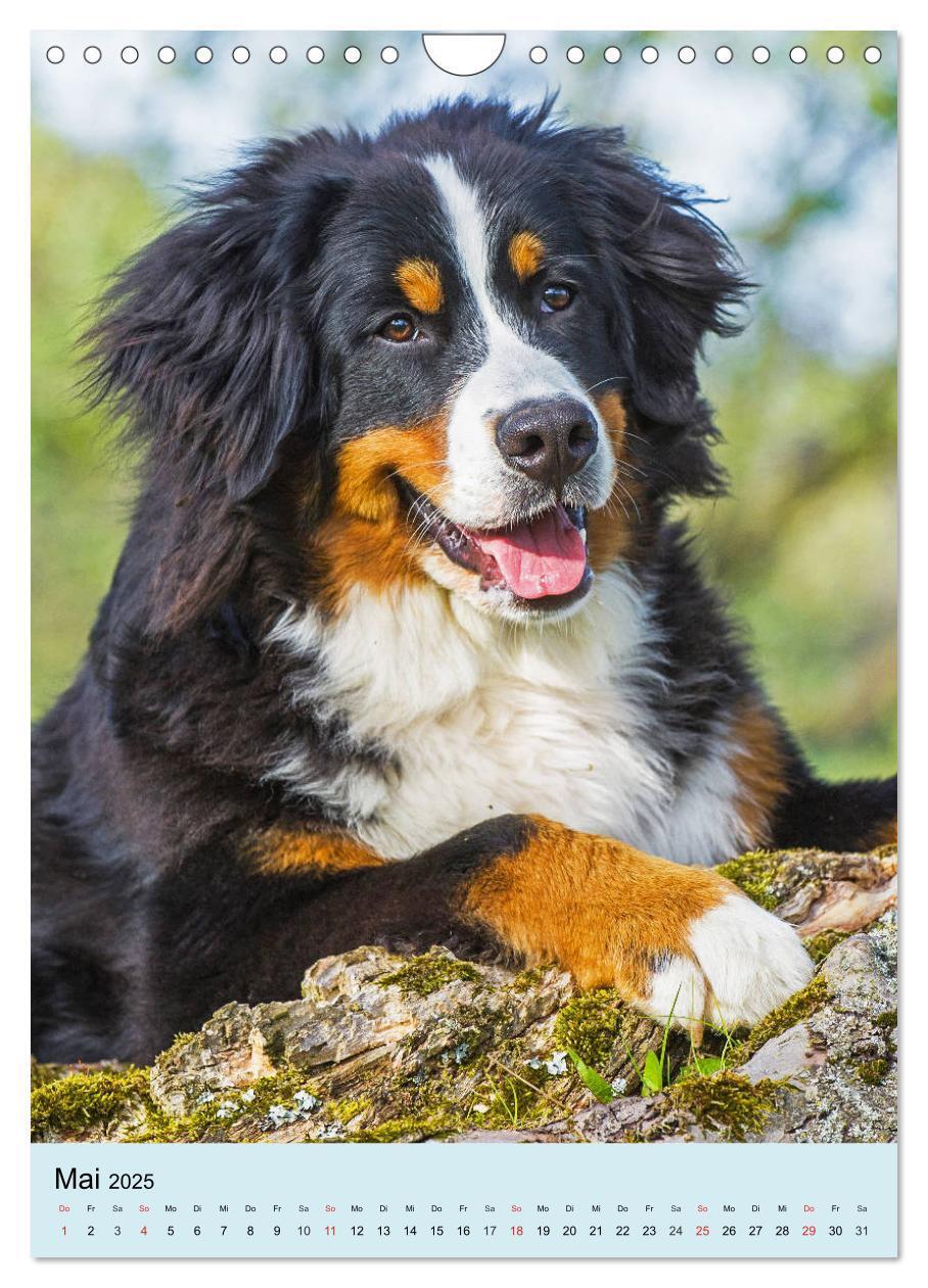 Bild: 9783435961054 | Berner Sennenhund - stark , schön und liebenswert (Wandkalender...