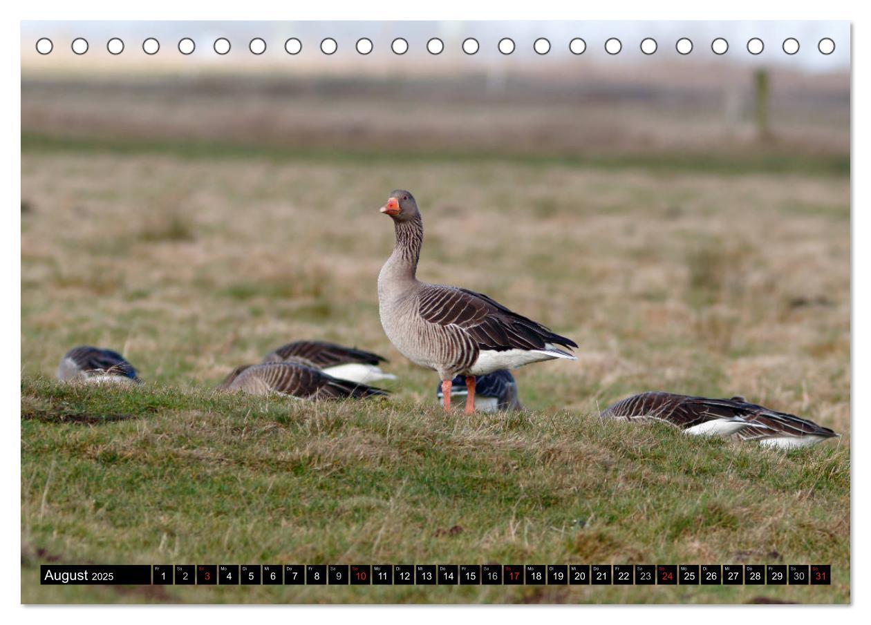 Bild: 9783435375592 | Gefiederte Schönheiten - Wildgänse in Norddeutschland...