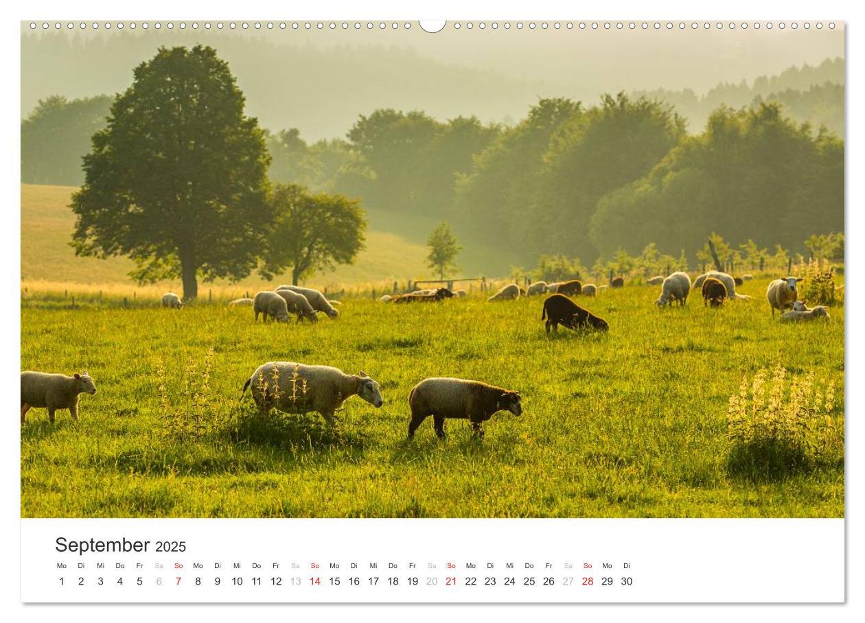 Bild: 9783435557394 | Blicke in die Eifel (Wandkalender 2025 DIN A2 quer), CALVENDO...