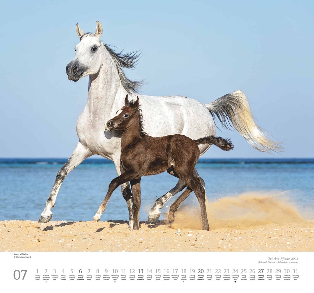 Bild: 4250809653891 | DUMONT - Geliebte Pferde 2025 Wandkalender, 38x35,5cm,...