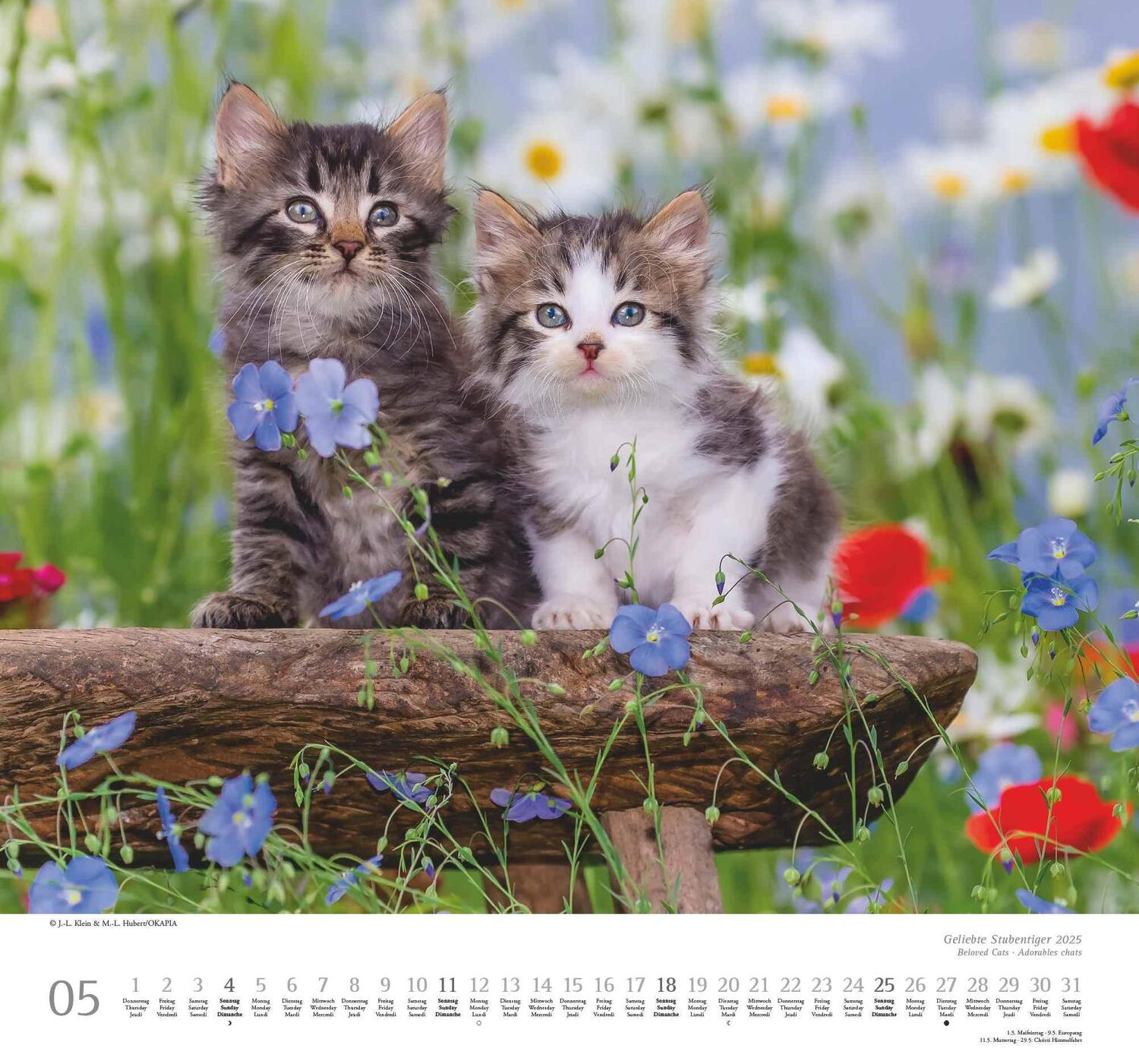 Bild: 4250809652498 | Geliebte Stubentiger 2025 - DUMONT Wandkalender - mit den...