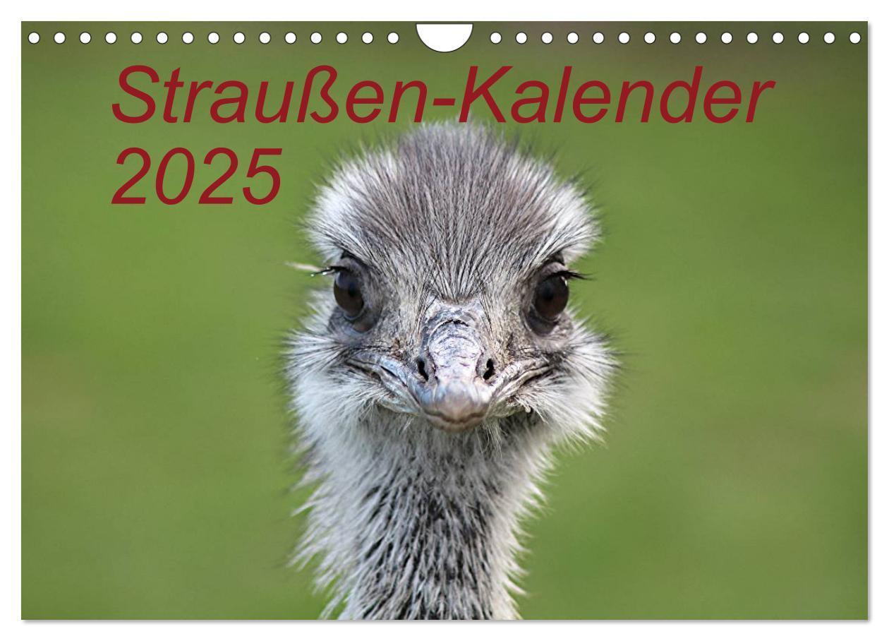 Cover: 9783435803828 | Straußen-Kalender 2025 (Wandkalender 2025 DIN A4 quer), CALVENDO...