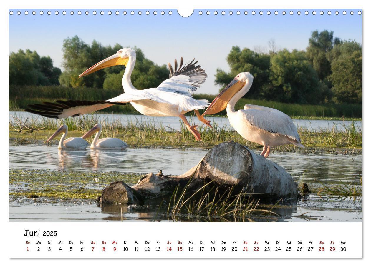 Bild: 9783435211159 | Eine Reise ins magische Donaudelta (Wandkalender 2025 DIN A3 quer),...