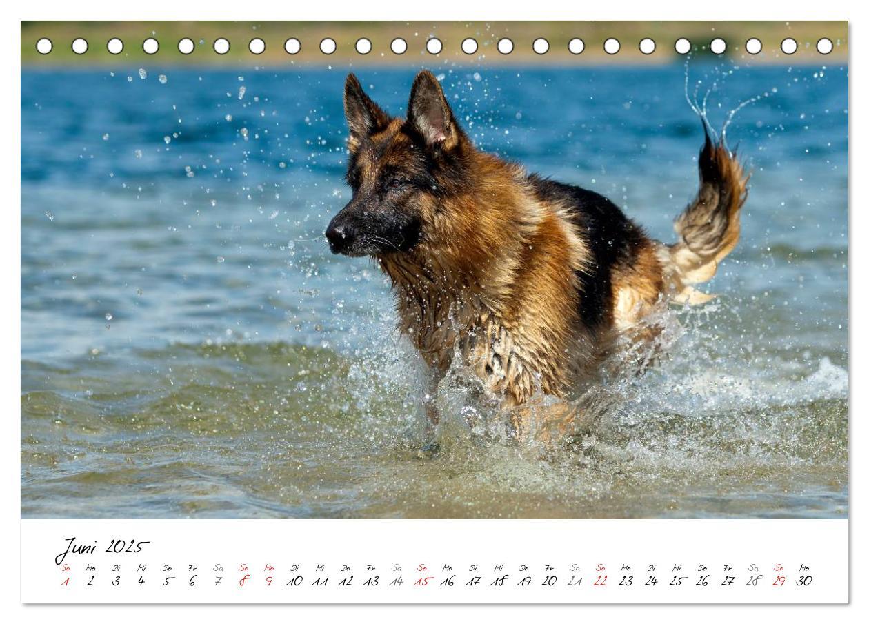 Bild: 9783435686360 | Deutsche Schäferhunde - Traumhunde (Tischkalender 2025 DIN A5...