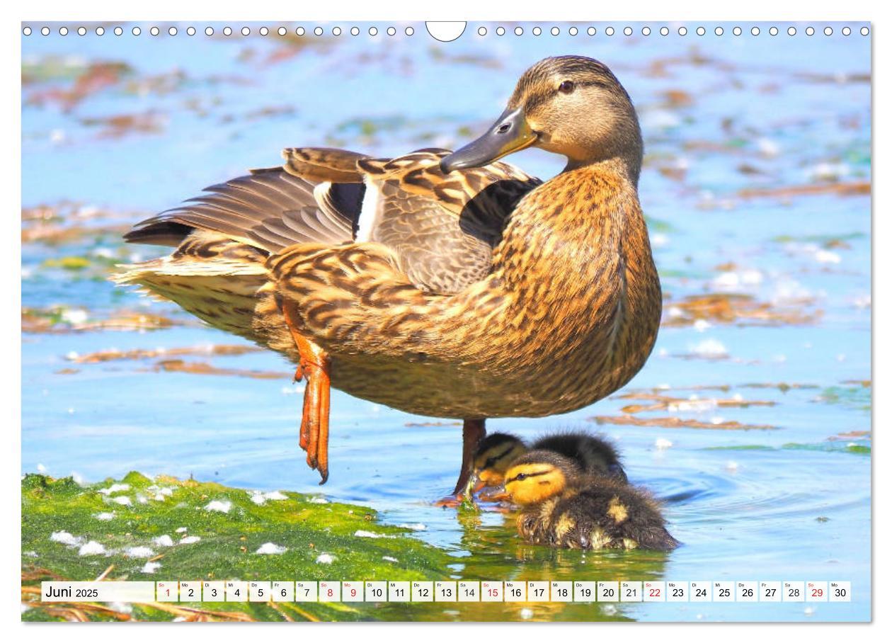 Bild: 9783435178704 | Enten. Bezaubernde und beliebte Schwimmer (Wandkalender 2025 DIN A3...