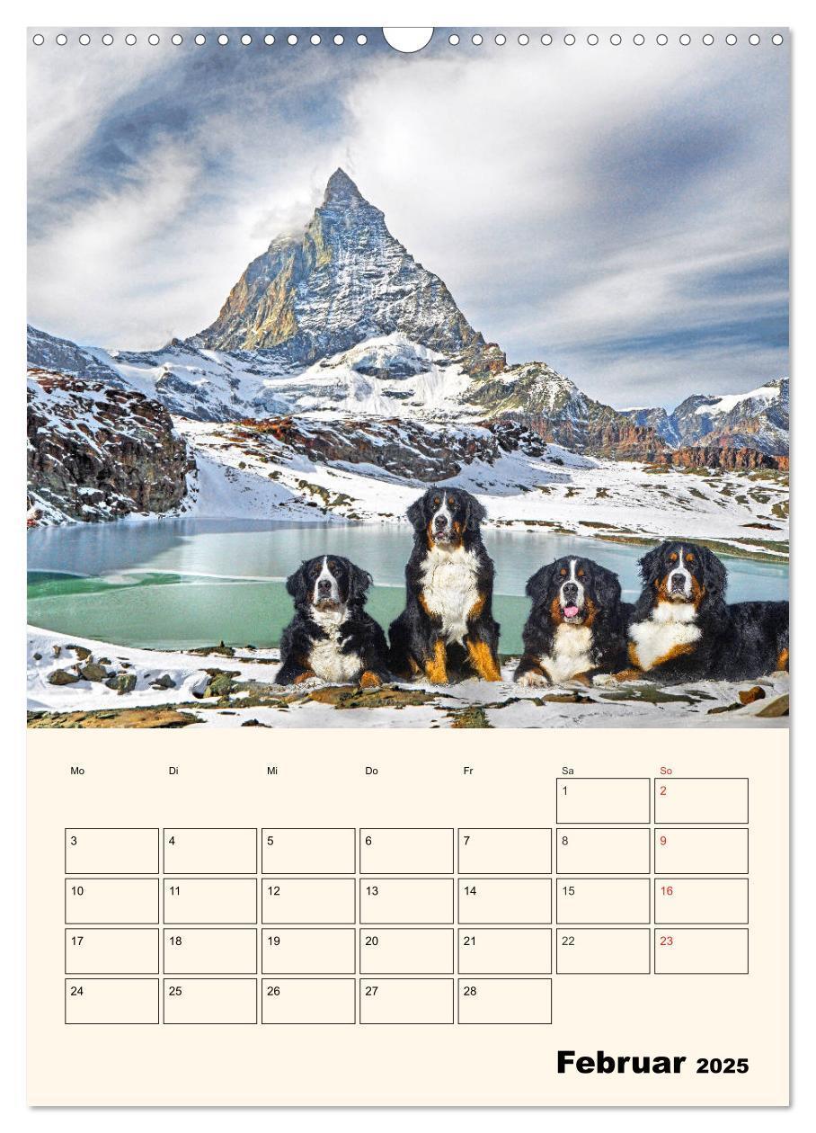 Bild: 9783435937974 | Traumhaft schön - Der Berner Sennenhund (Wandkalender 2025 DIN A3...