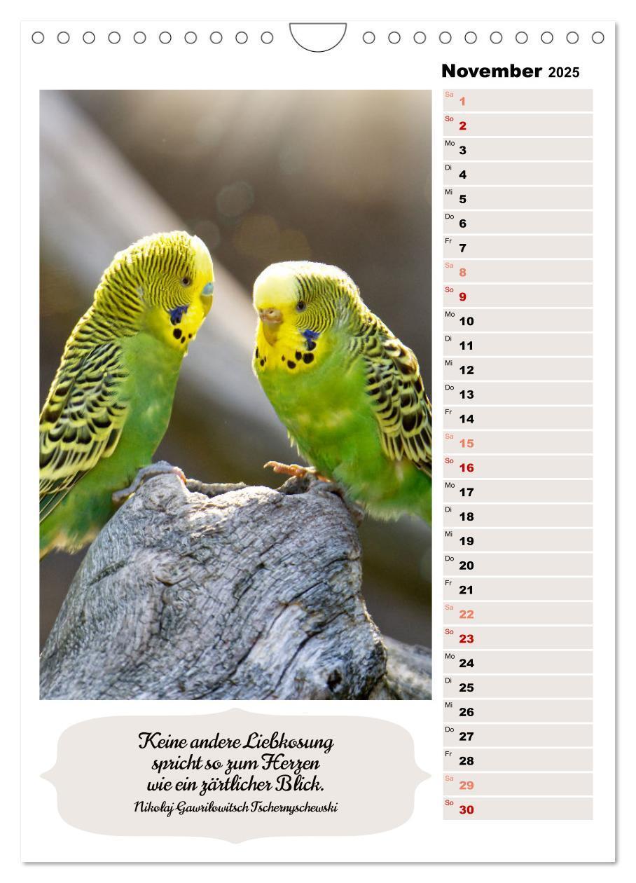 Bild: 9783435891009 | Niedliche Wellensittiche (Wandkalender 2025 DIN A4 hoch), CALVENDO...