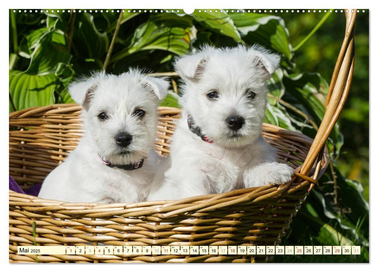 Bild: 9783435462186 | Kobold auf 4 Pfoten - West Highland White Terrier (Wandkalender...