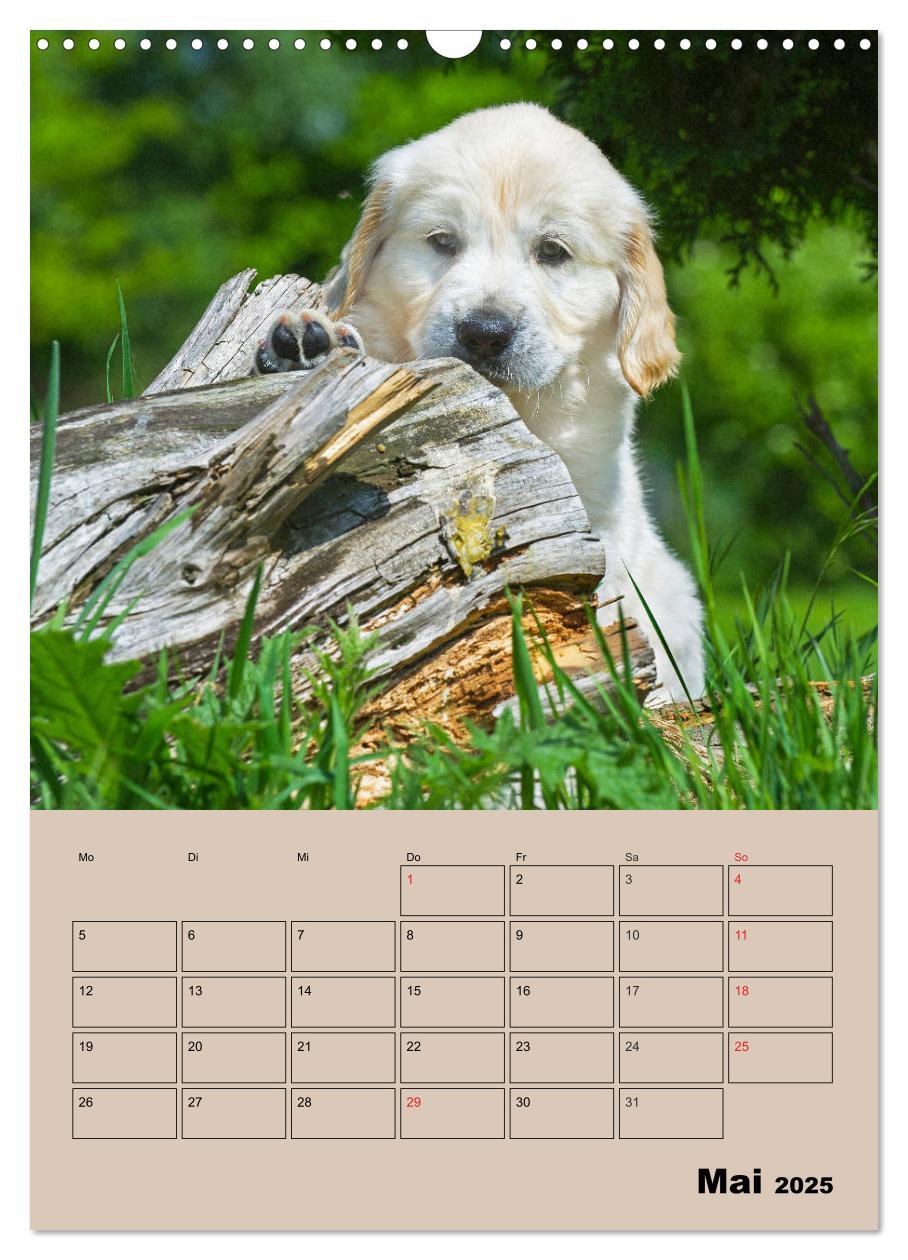 Bild: 9783435959266 | Jahresplaner Golden Retriever Welpen (Wandkalender 2025 DIN A3...