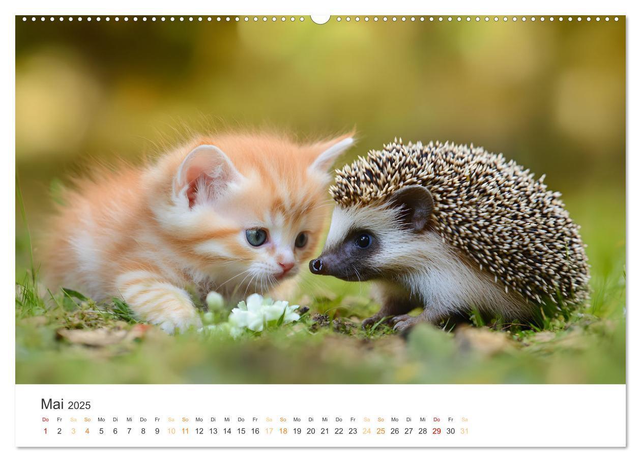 Bild: 9783457208014 | Zauberhafte Katzenbabys (Wandkalender 2025 DIN A2 quer), CALVENDO...