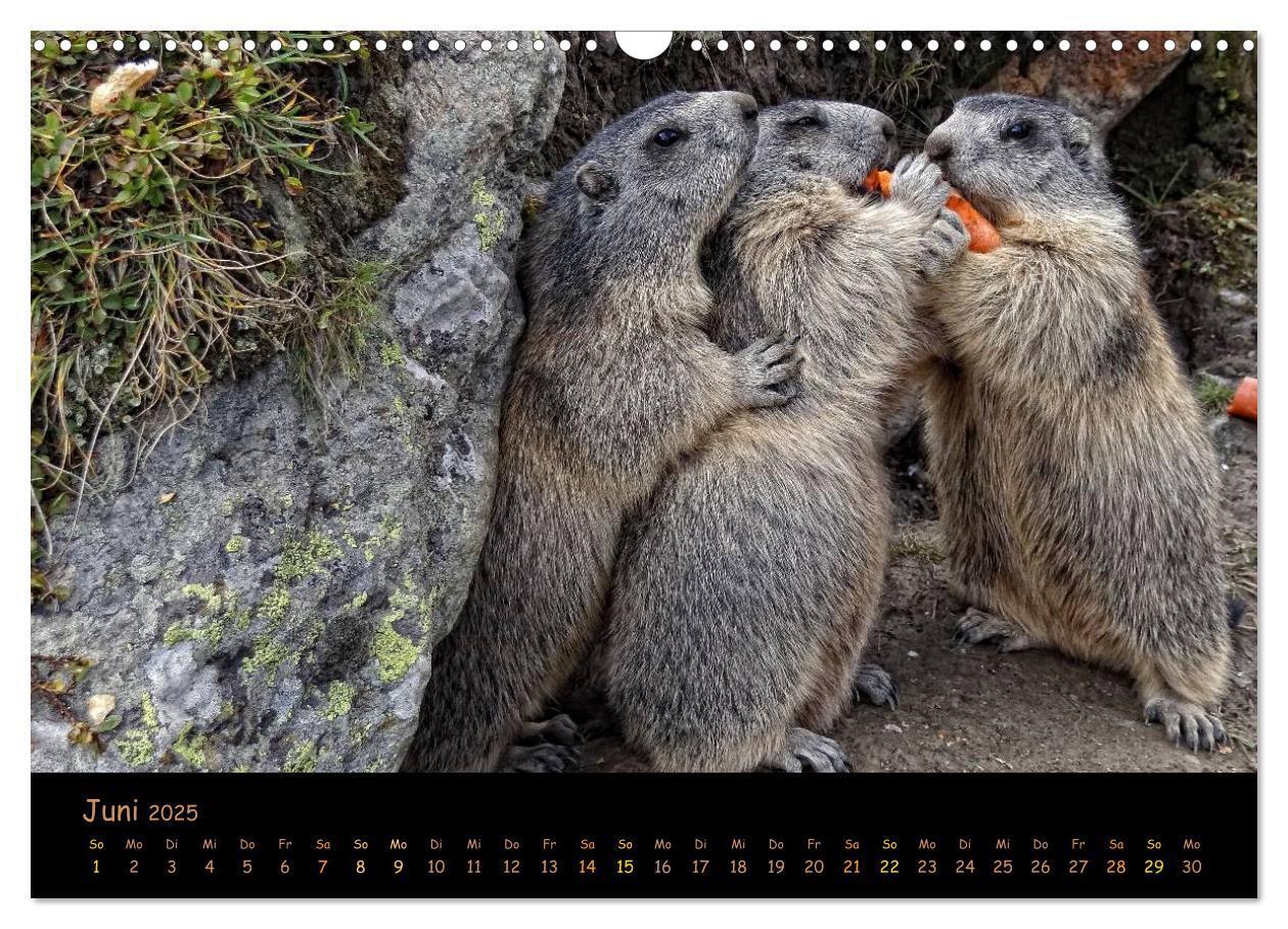 Bild: 9783435669356 | Wildlife - Verspielte Murmeltiere (Wandkalender 2025 DIN A3 quer),...