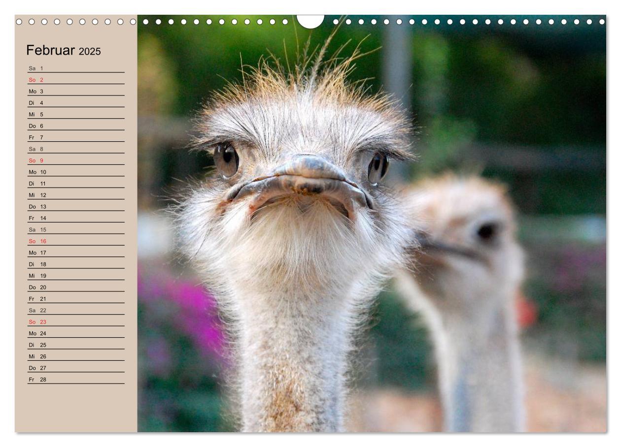 Bild: 9783435523306 | Vogel Strauß. Imposanter Riese und Läufer (Wandkalender 2025 DIN A3...