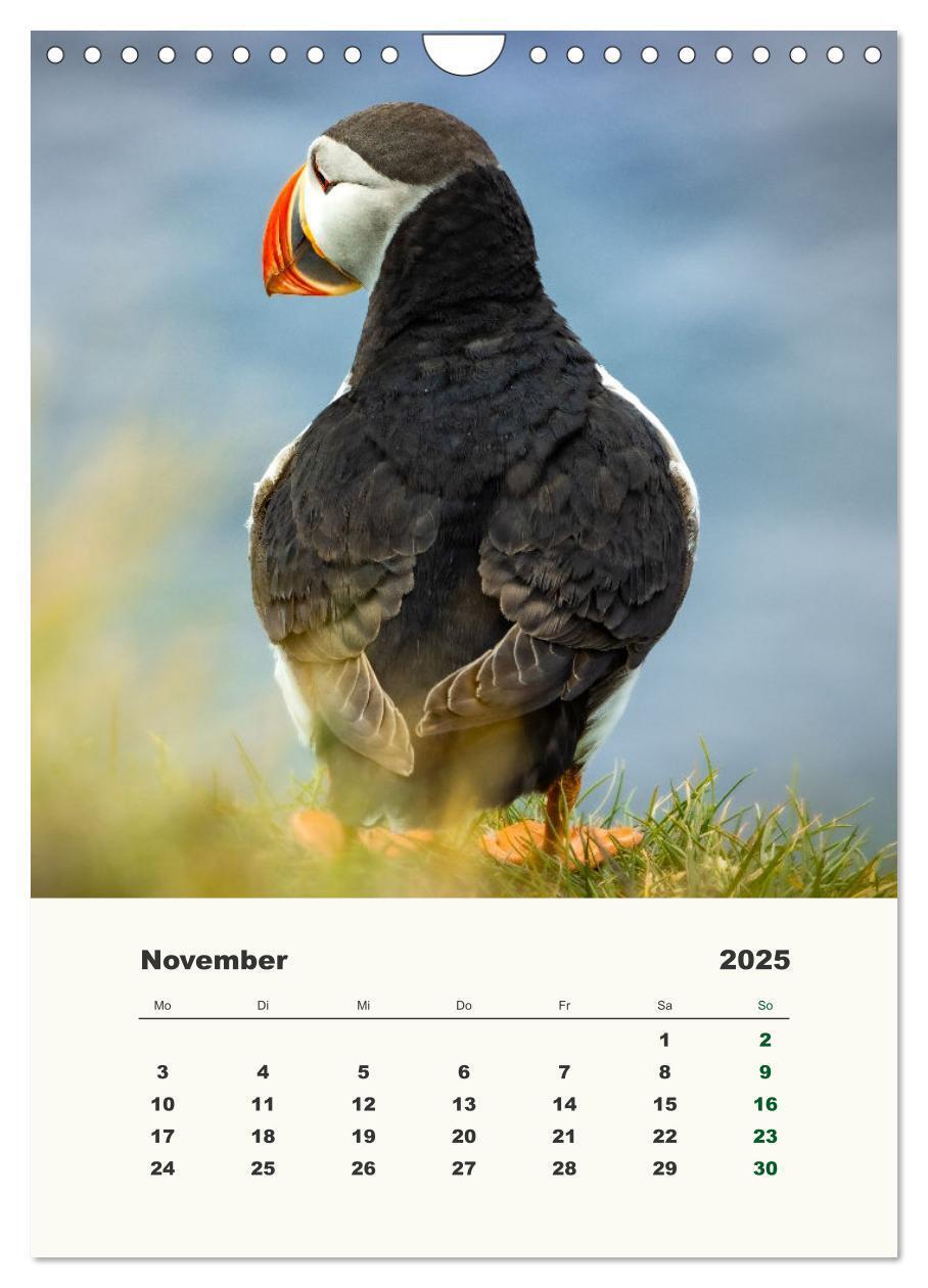 Bild: 9783435916832 | Papageientaucher in Island (Wandkalender 2025 DIN A4 hoch),...