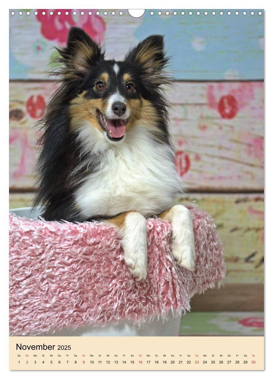 Bild: 9783457040836 | Mit Shelties durchs Jahr (Wandkalender 2025 DIN A3 hoch), CALVENDO...