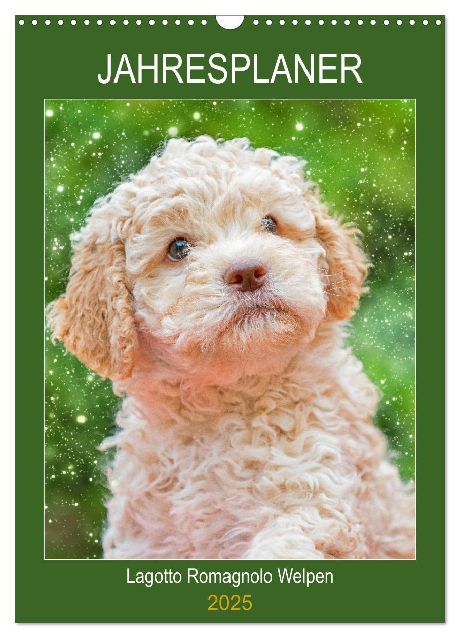 Cover: 9783435952236 | Jahresplaner Lagotto Romagnolo Welpen (Wandkalender 2025 DIN A3...