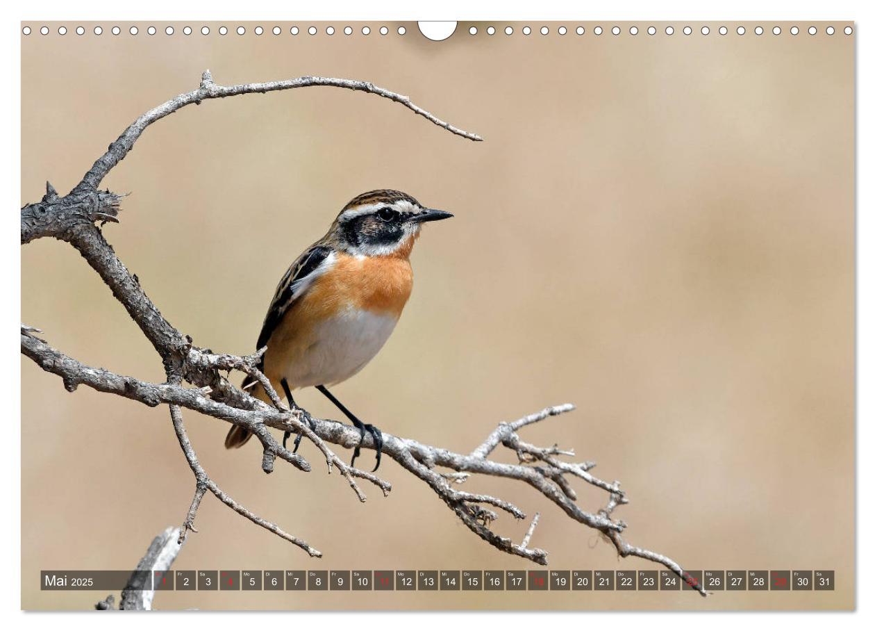 Bild: 9783435192755 | Heimische Singvögel in Feld und Flur (Wandkalender 2025 DIN A3...