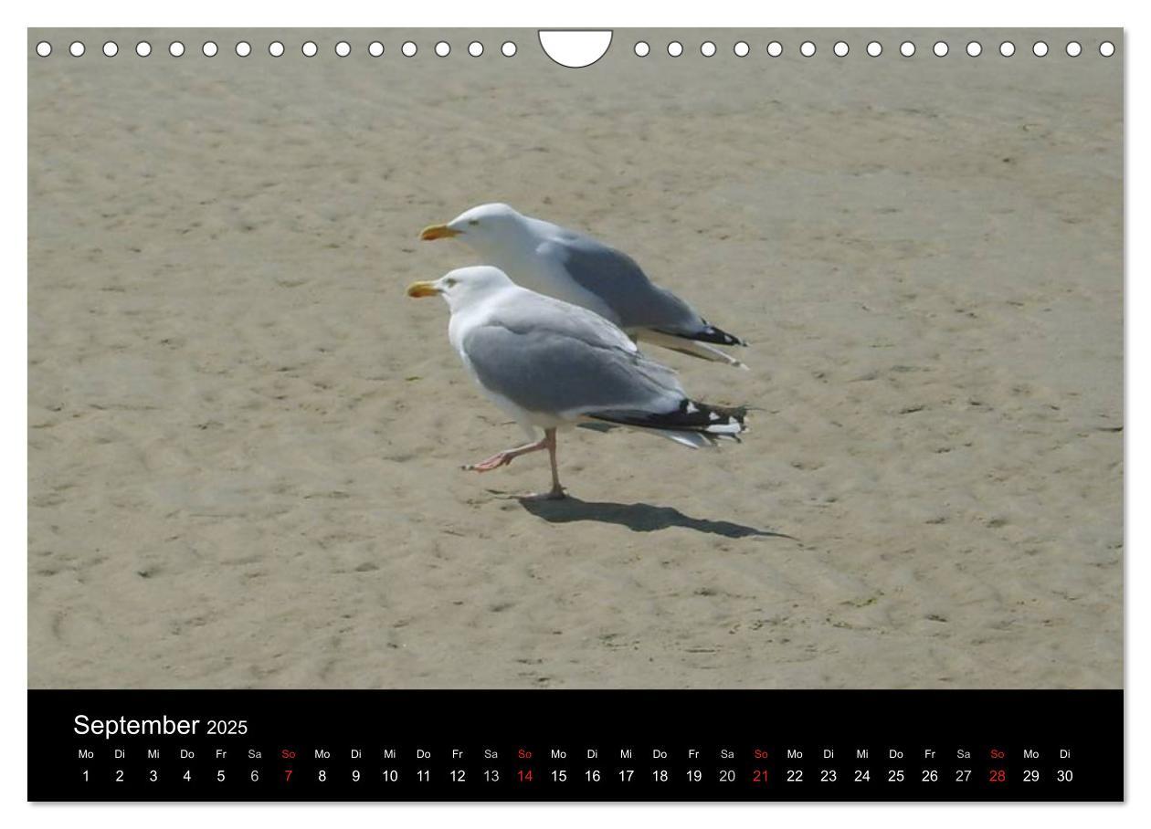 Bild: 9783435817979 | Nordseeinsel Borkum (Wandkalender 2025 DIN A4 quer), CALVENDO...