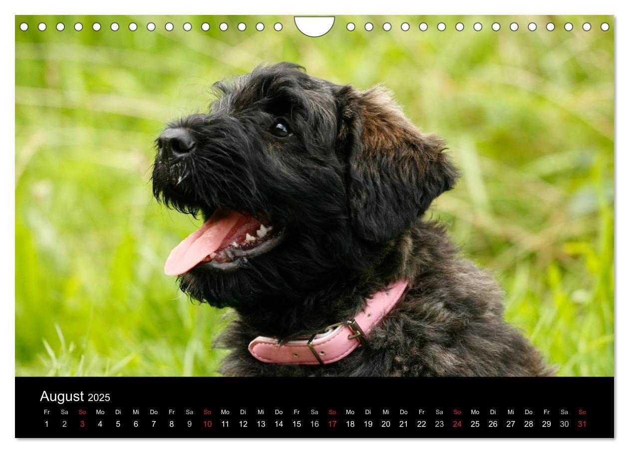 Bild: 9783435748402 | Bouvier des Flandres (Wandkalender 2025 DIN A4 quer), CALVENDO...