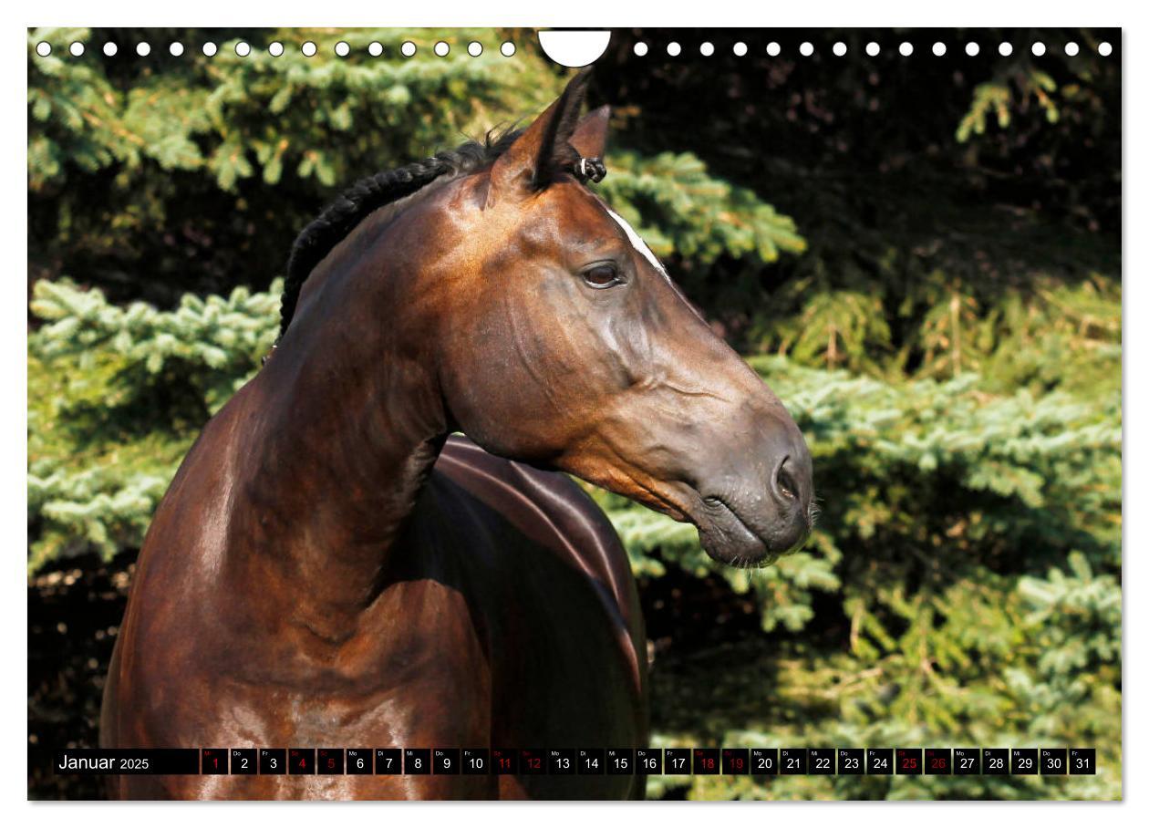 Bild: 9783435395590 | Schwere Warmblüter 2025 (Wandkalender 2025 DIN A4 quer), CALVENDO...