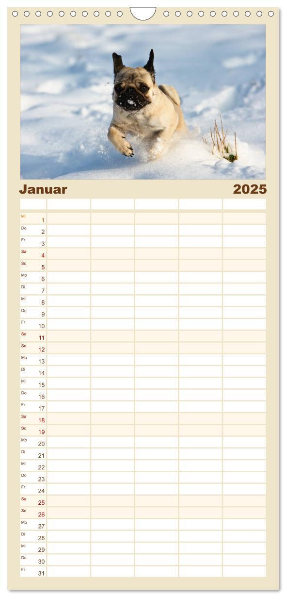 Bild: 9783457113592 | Familienplaner 2025 - Mops mit 5 Spalten (Wandkalender, 21 x 45 cm)...